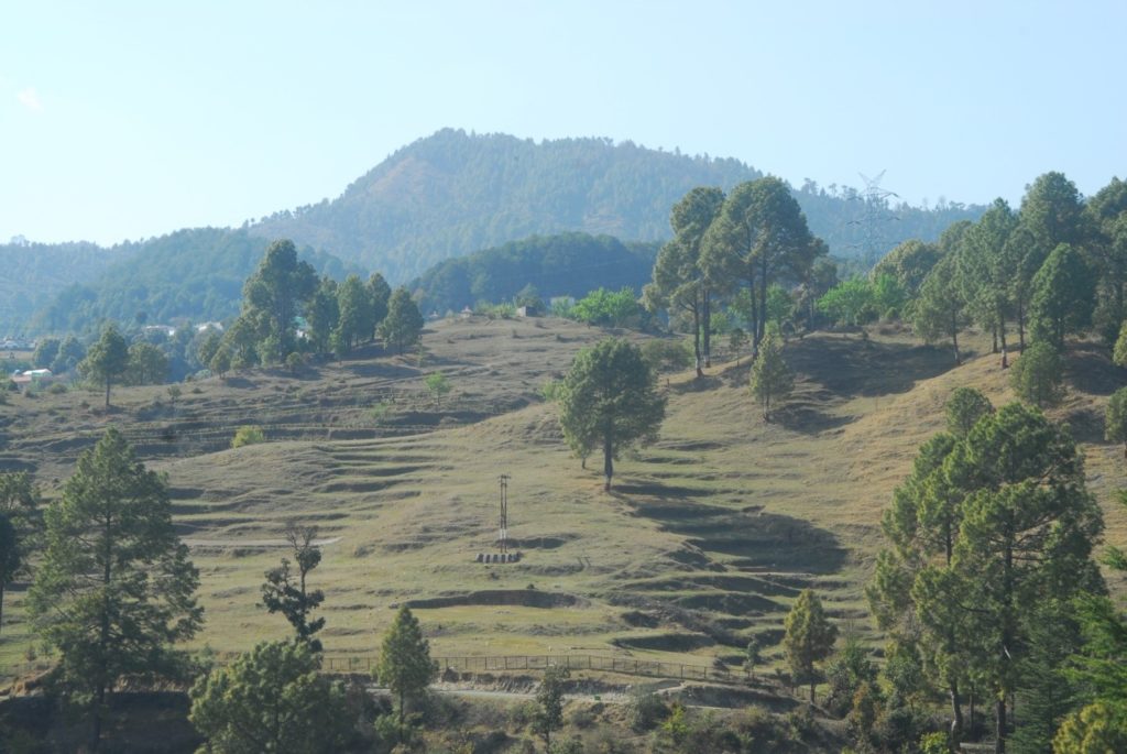 Alaap- a new life to the old forest - Himalayan Geographic