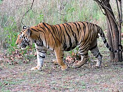 Endangered Bengal tiger navigating through lush Eastern Himalayan foothills showcasing iconic orange coat with black stripes
