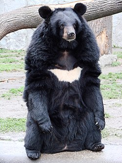 Vulnerable Asiatic black bear with characteristic white V-shaped chest mark foraging in Eastern Himalayan forest