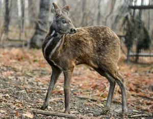Endangered Himalayan musk deer displaying characteristic vampire-like fangs while browsing in high-altitude Eastern Himalayan vegetation