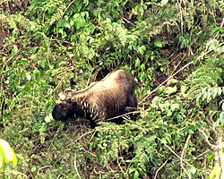 Vulnerable Bhutan takin with golden coat and distinctive swollen face grazing on steep Eastern Himalayan slopes
