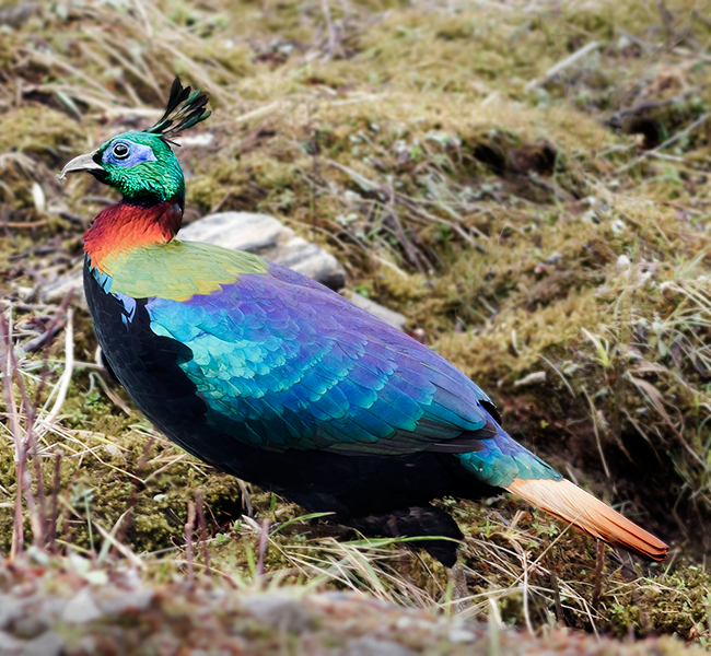 Iridescent male Himalayan monal pheasant displaying rainbow-colored plumage in Eastern Himalayan alpine setting