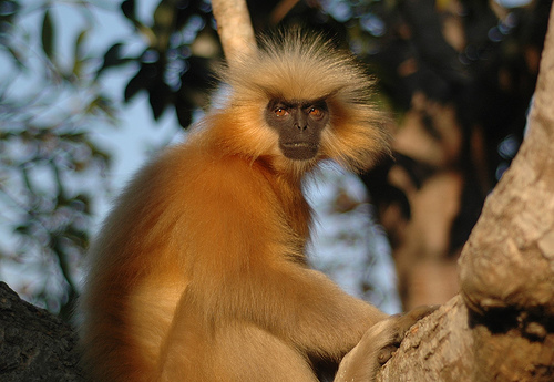 Endangered golden langur with distinctive golden fur sitting in tree canopy of Eastern Himalayan forest