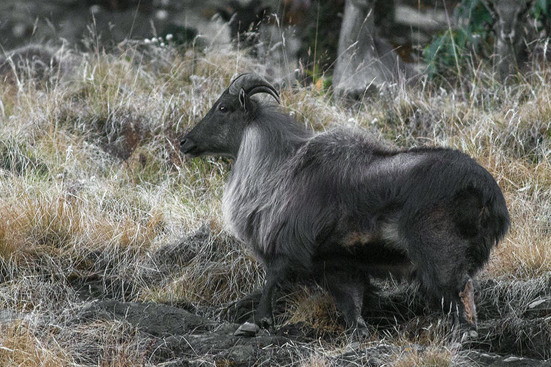Near Threatened Himalayan tahr with distinctive mane displaying impressive balance on steep Eastern Himalayan cliff face
