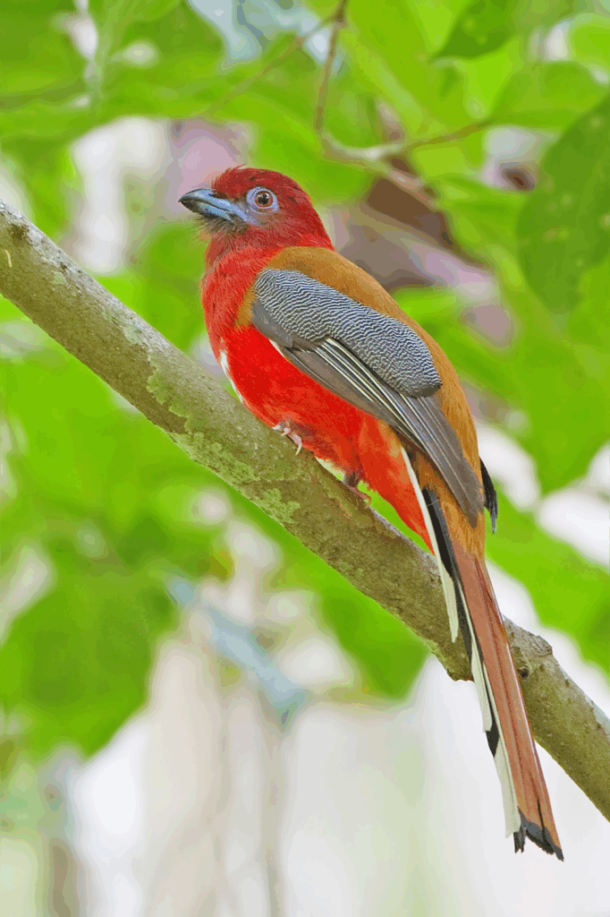 Spectacular red-headed trogon with crimson head and yellow-orange underparts perched in Eastern Himalayan forest canopy